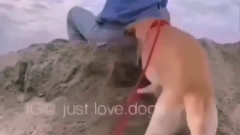 Dogs funny video