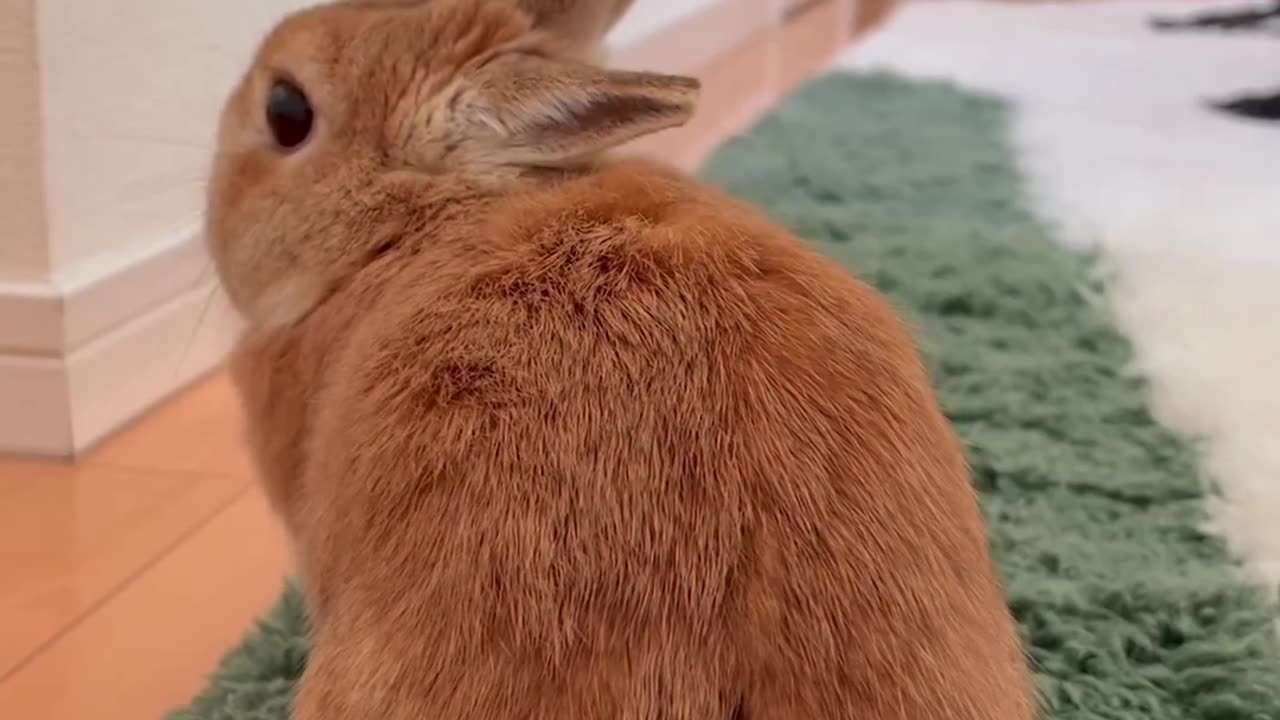 BUNNY KEEPING COOL