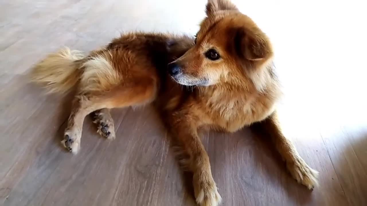 Cute Golden Dog Best HD Video