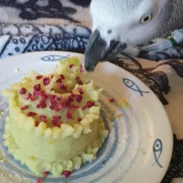 Parrot eating birthday cake