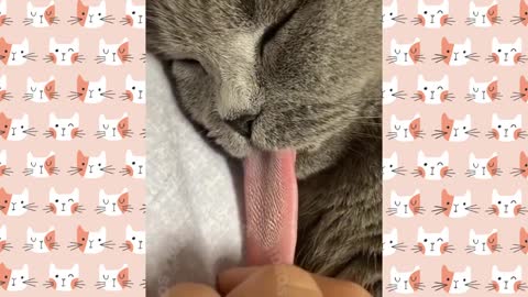 Funny Cat Videos to Make Your Sunday!😸2021 videos