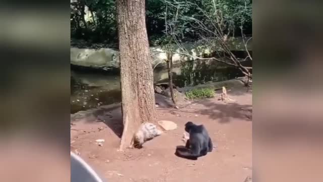 Funny video 2022 | Funny Animal Videos | Funny Video