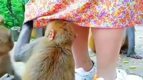 #funny monkey 🐒