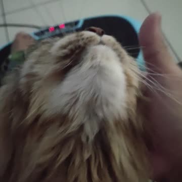 Over Dramatic Cat Head Rubs