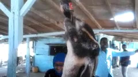Coca-Cola estuary goat