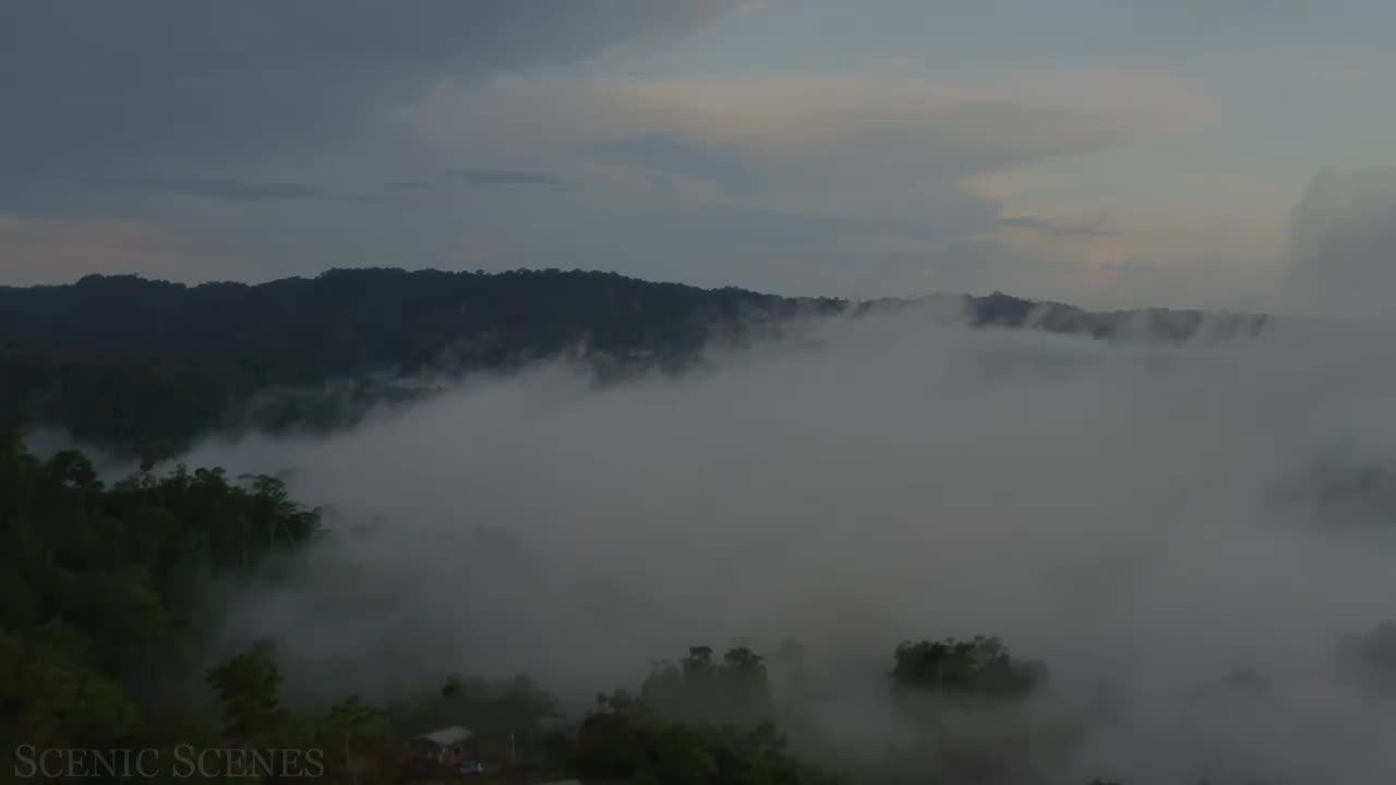 Amazon largest rainforest 🌧️🌧️🌧️☔ Beautiful view With 4k view