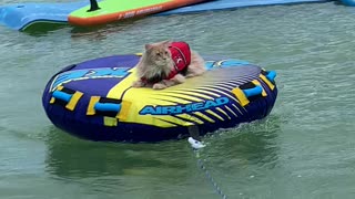 Maine Coon Cat Gently Pulled on a Tube