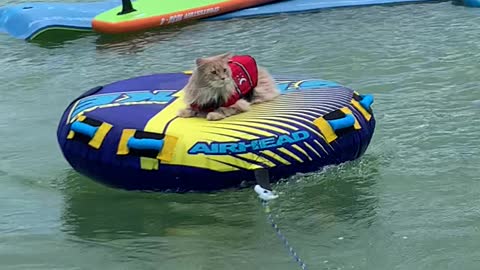 Maine Coon Cat Gently Pulled on a Tube
