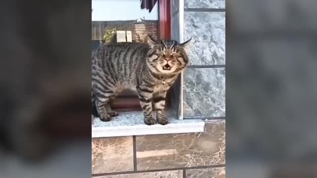 Talking Cats LIKE Human | Cats speaks english | Funny Cats