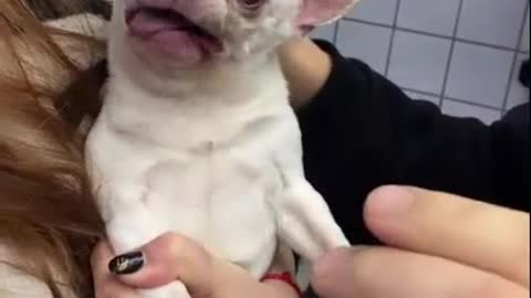 Как собака укусил врача