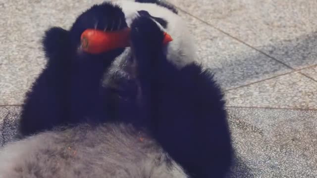 Carrots and panda