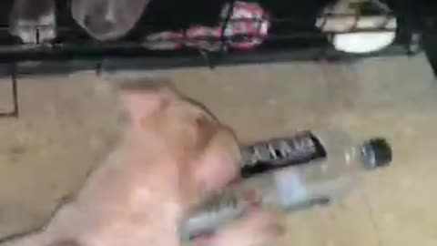 pitbull gets stuck