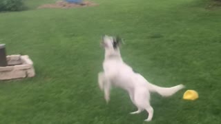 Frisbee Trials