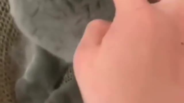 Funny Cats Love