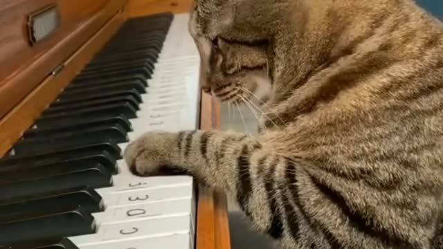 Cat playing the piano 🥰🐈 Tiprasa