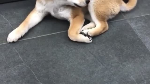 Cute Shiba dog yawning