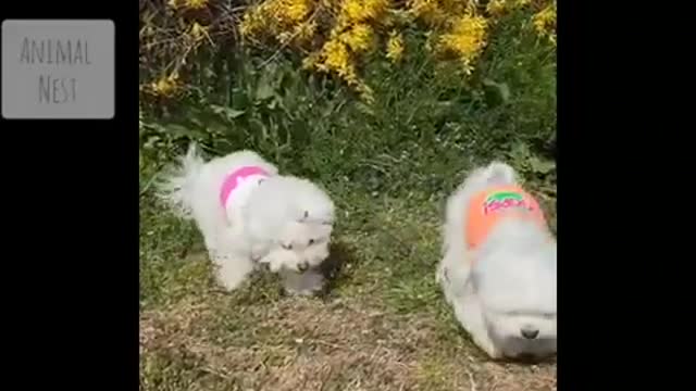 Cute puppies compilation 1 funny puppies cute puppies try not to laugh animal nest funny