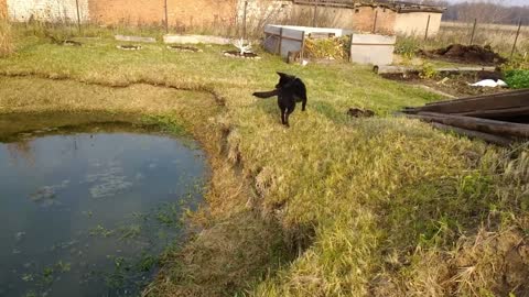 MÚSICA PARA ACALMAR E RELAXAR CÃES