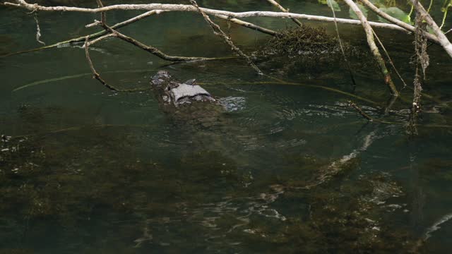 WATER MONSTER