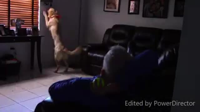 Dog trainings video and fun