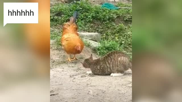 A fight between a cat and a rooster.