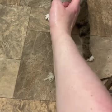 Cat tries to save his owner from drowning