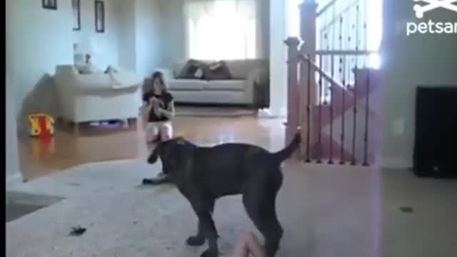 More funny dog ​​trolling the baby and sitting on his head