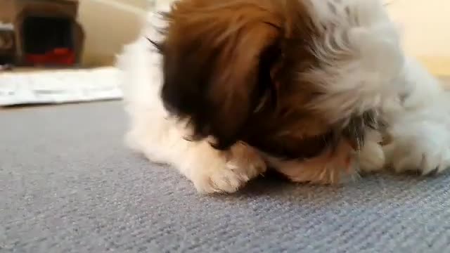 Shih Tzu baby dog ​​eating dog gum