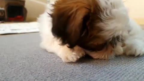 Shih Tzu baby dog ​​eating dog gum