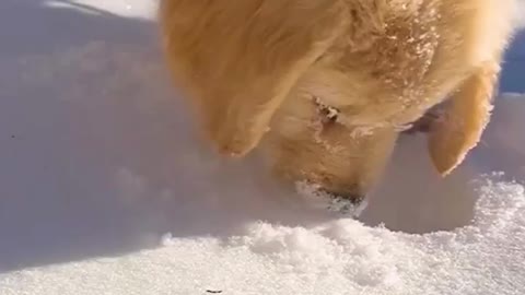 Cute dog 😍 playing with snow