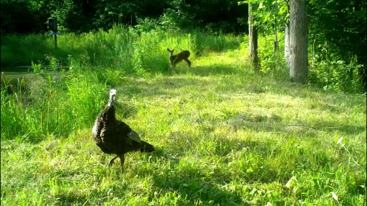 Deer versus Birds!