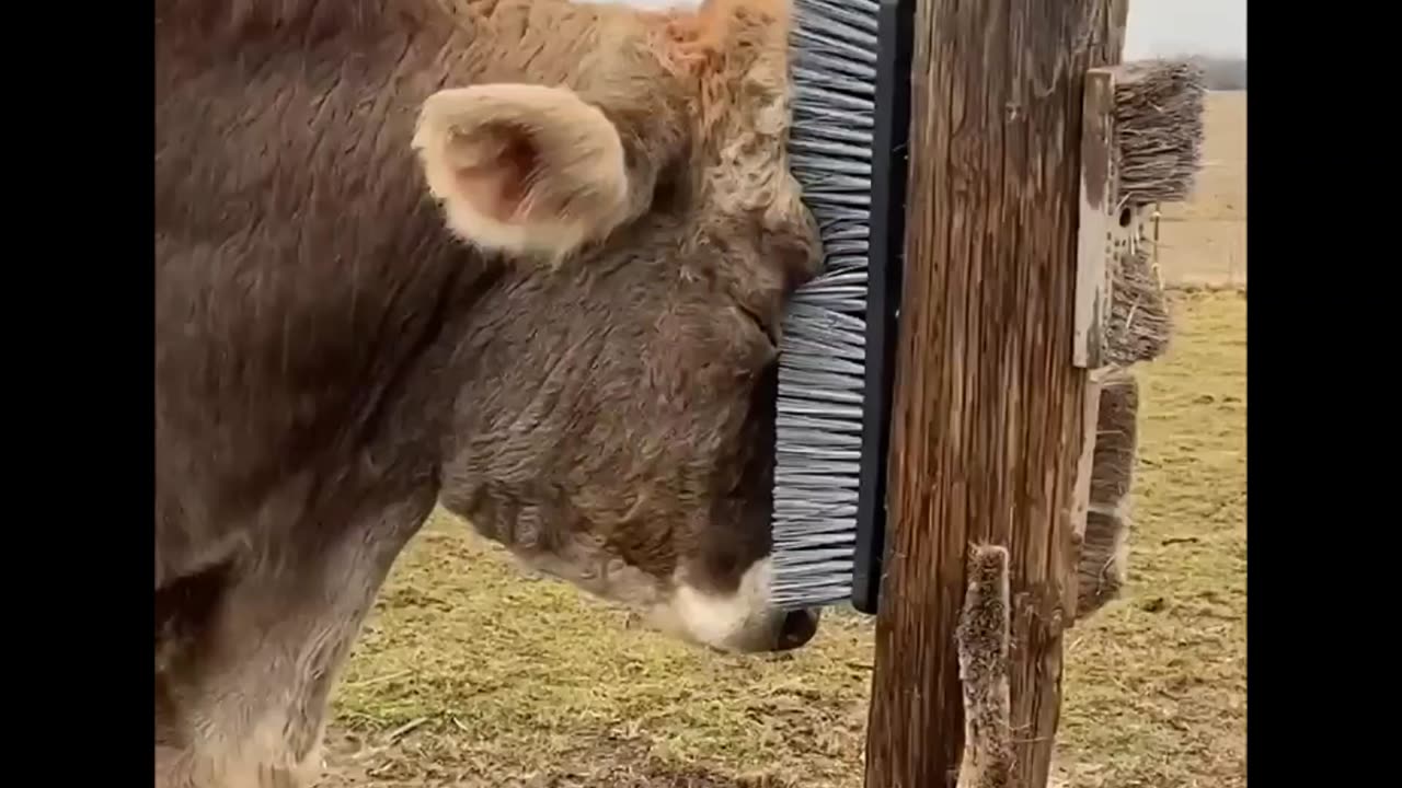 Sweet Cow Rubbing Itself Against Scratcher