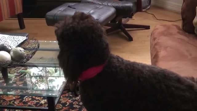 Dog sits on the couch watching TV