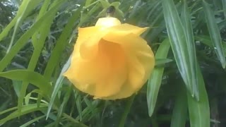 Pretty yellow bell flower, there is a bee walking near of it [Nature & Animals]