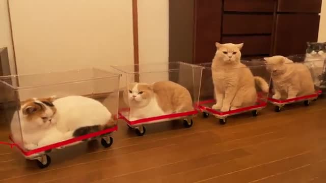 Big train of cats in my house The cutest video of 2022 I've seen