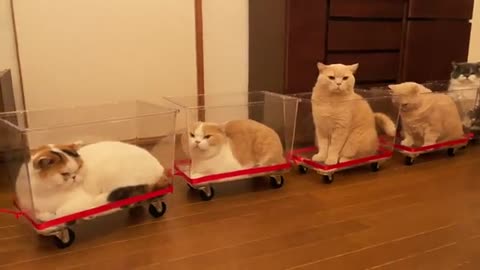 Big train of cats in my house The cutest video of 2022 I've seen