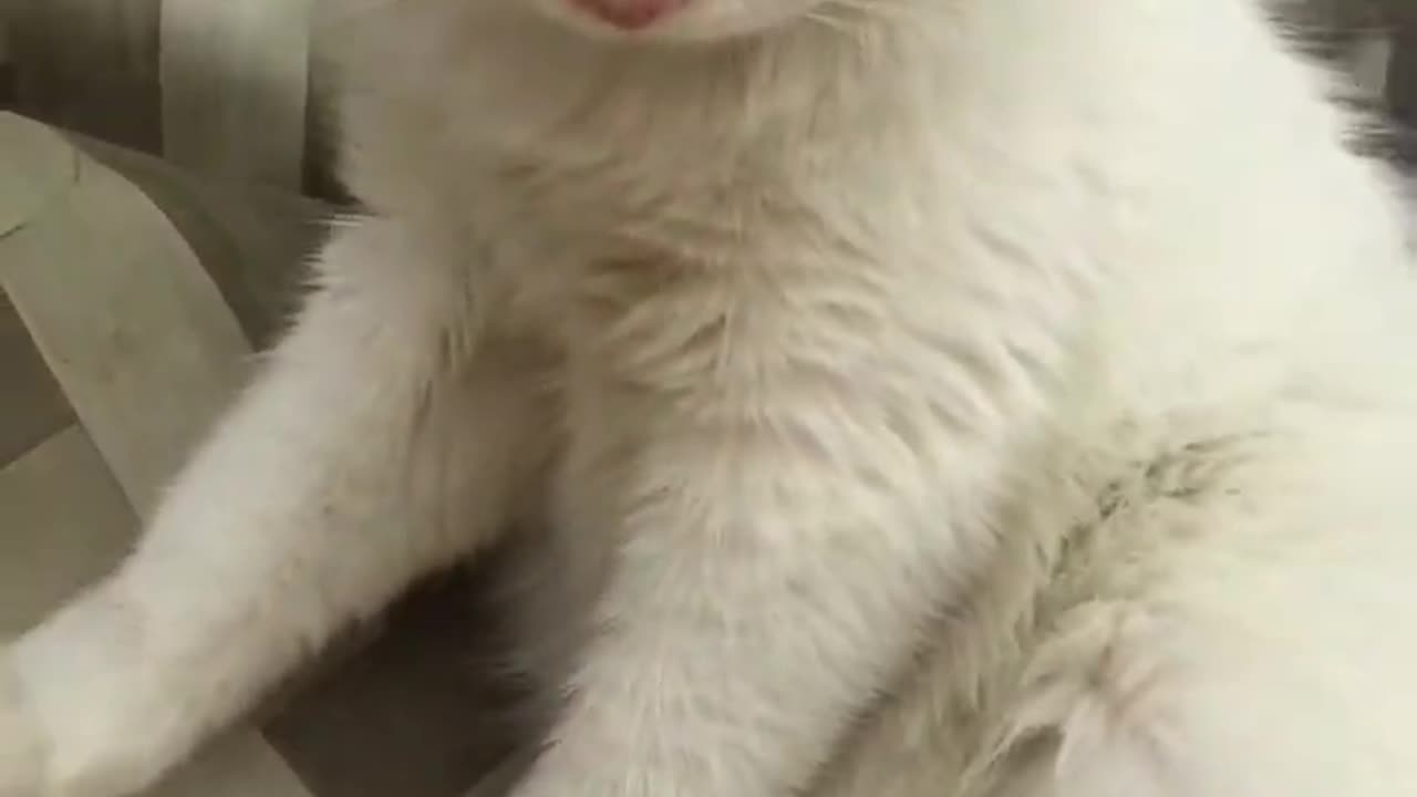 Funny Animals Reaction:)