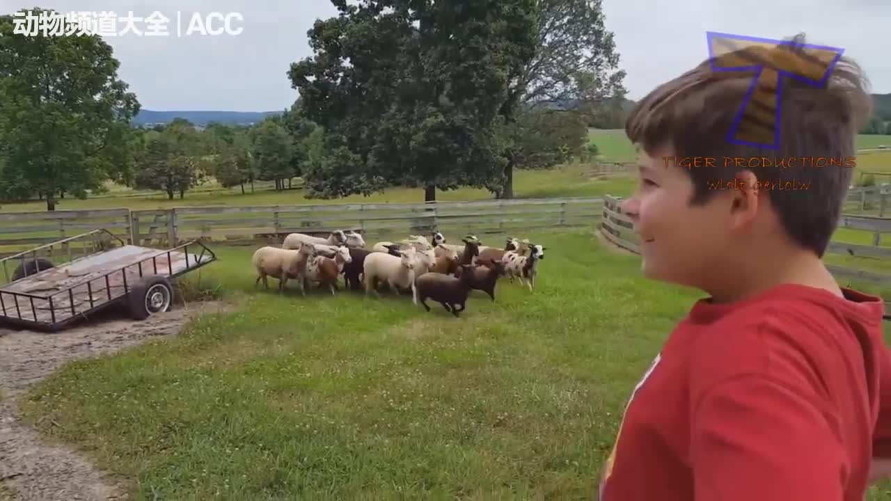 Super funny goats and sheep, too boring to have fun, don't believe it and see for yourself