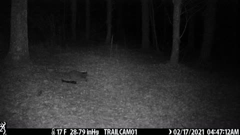 Raccoon and the empty food tray