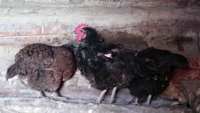 chickens in the henhouse poultry farm four chickens vu