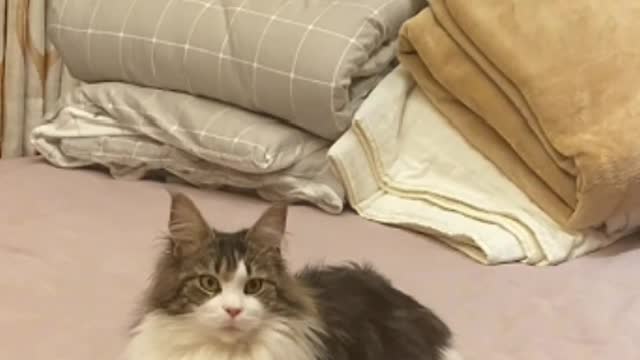 The reason why cats are fascinating