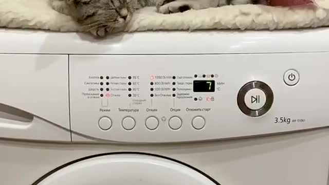 Vibrating massage for a cat