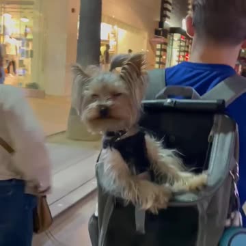 Adorable Yorkie Rides in Backpack