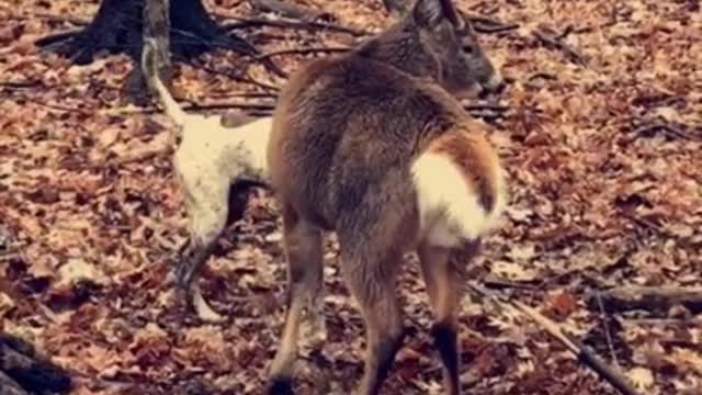 Dog annoys Buck