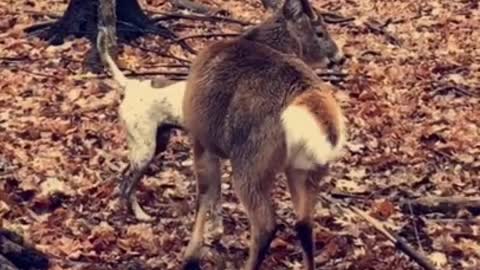 Dog annoys Buck