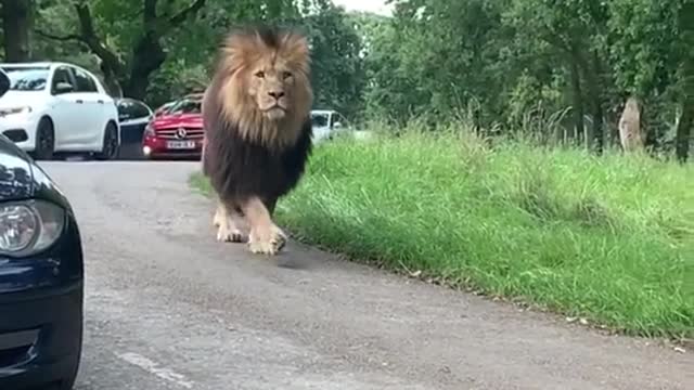 Scary lion walking besides people's car 🙄🙄