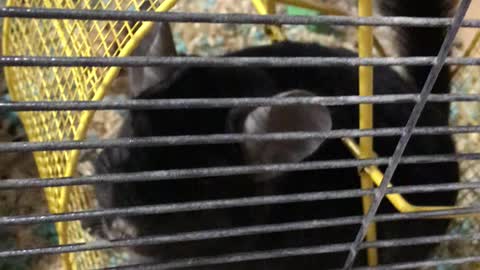 Asher the Adorable Curious Chinchilla!