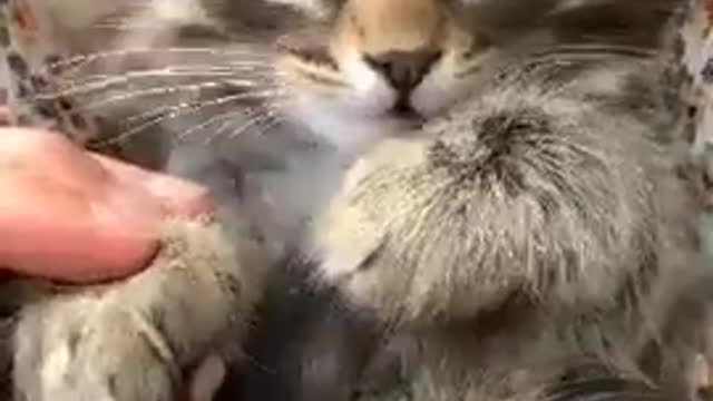 Cats video__funny__moment. Cats short