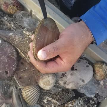 Foraging for fresh seafood