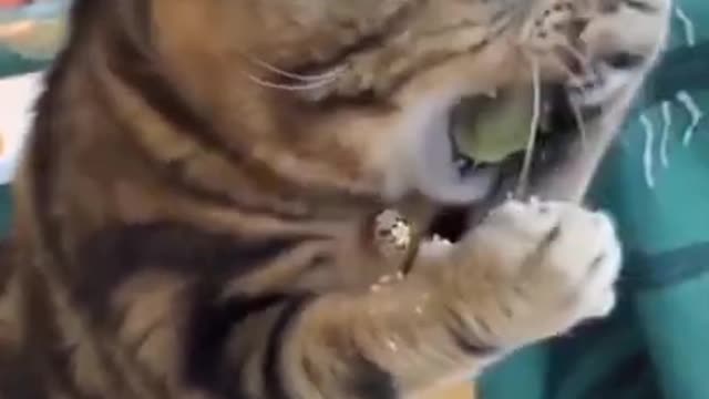 FUNNY ANIMAL COMPILATION _ CUTE AND FUNNY _ PART 52